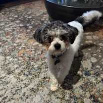 Thumbnail photo of Milo #1