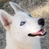 Thumbnail photo of Snowflake #3