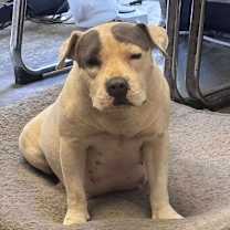 Thumbnail photo of Elvira #2