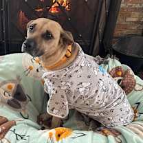 Thumbnail photo of Georgie (fka Bonnie) #1