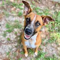 Thumbnail photo of Ringo #3