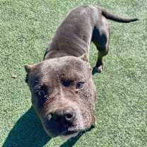 Thumbnail photo of Ezell #1