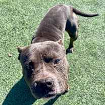 Thumbnail photo of Ezell #3