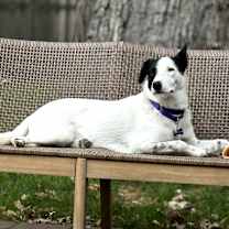 Thumbnail photo of Seamus  #1