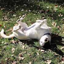 Thumbnail photo of Seamus  #3