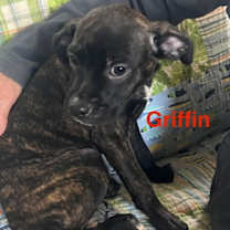 Thumbnail photo of Griffin #1