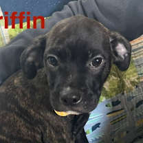 Thumbnail photo of Griffin #3
