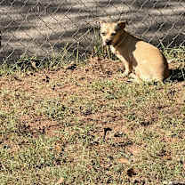 Thumbnail photo of Daisy #1