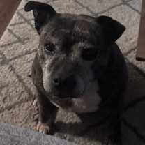 Thumbnail photo of Roxie #1