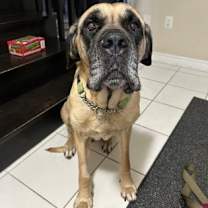 Thumbnail photo of Kai #1