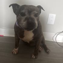 Thumbnail photo of Roxie #3