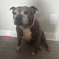 Thumbnail photo of Roxie #4