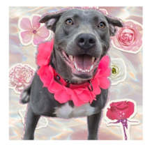 Thumbnail photo of Laney #2