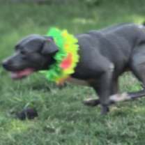 Thumbnail photo of Laney #3