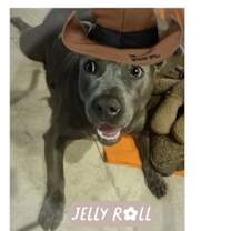 Thumbnail photo of JELLY ROLL #1