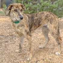 Thumbnail photo of Maggie #4