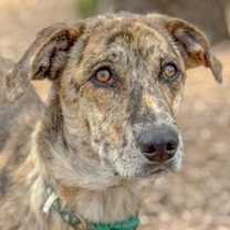 Thumbnail photo of Maggie #1