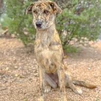 Thumbnail photo of Maggie #2