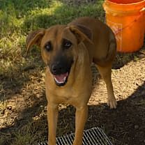 Thumbnail photo of Piper #1