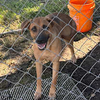 Thumbnail photo of Piper #2