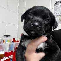 Thumbnail photo of Abel #2