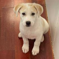 Thumbnail photo of Swans-a-Swimming #1