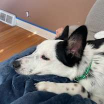 Thumbnail photo of Stitch  #4