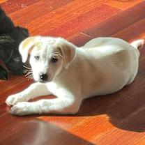 Thumbnail photo of Swans-a-Swimming #3