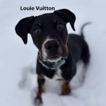 Thumbnail photo of Louis Vuitton #1