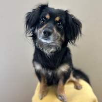 Thumbnail photo of Dino #2