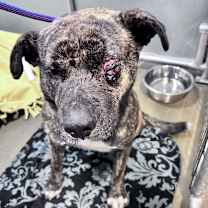 Thumbnail photo of Popeye #3