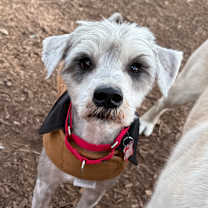 Thumbnail photo of Quill #2