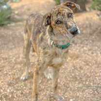 Thumbnail photo of Maggie #3