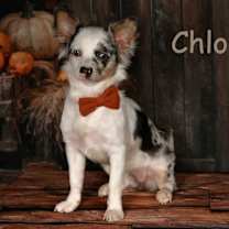 Thumbnail photo of Chloe #3
