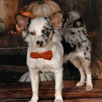 Thumbnail photo of Chloe #4