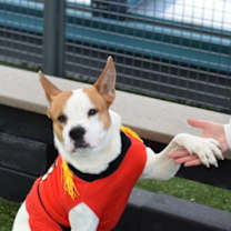 Thumbnail photo of Clove #1