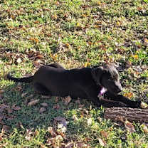 Thumbnail photo of Cobra #4