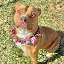 Thumbnail photo of Hera #2