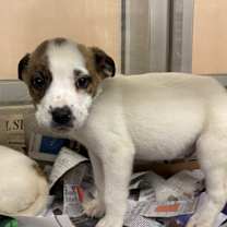 Thumbnail photo of Wiggle #1