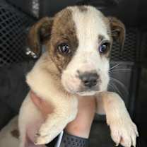 Thumbnail photo of Wiggle #2