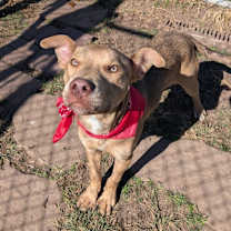 Thumbnail photo of Pedro #3