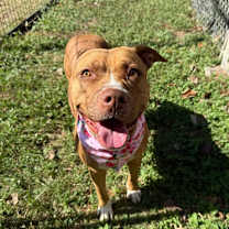 Thumbnail photo of Hera #4