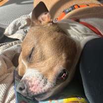 Thumbnail photo of Drakey #2