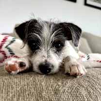 Thumbnail photo of Longhorn #4