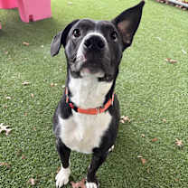 Thumbnail photo of Cosmo #3