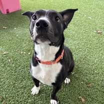 Thumbnail photo of Cosmo #4