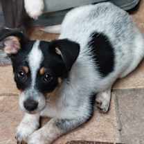 Thumbnail photo of Leif #2