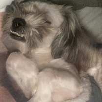 Thumbnail photo of SAMSON #2