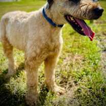 Thumbnail photo of Marley Jul 25 #2