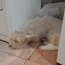 Thumbnail photo of Pandora #2